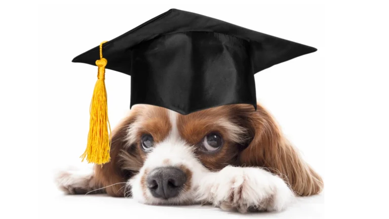 Cute dog wearing a graduation cap lying down.